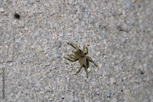 little jumping spider macro photo