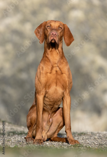 Vizla