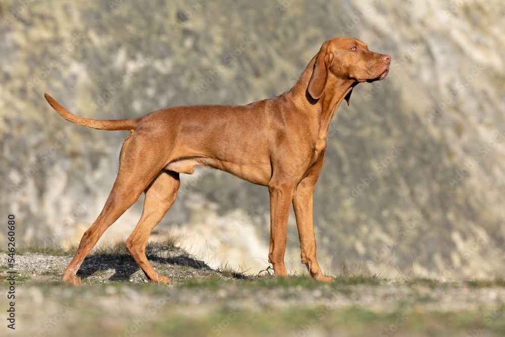 Hungarian Vizla outdoor Hungarian Vizla outdoor