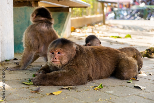 A father capuchin monkey and his family looking upset of Puerto Misahuallí in Ecuador