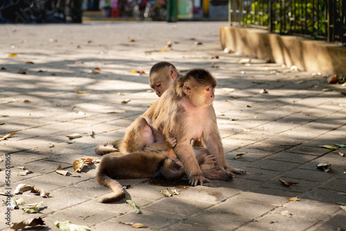A capuchin monkey family and a baby monkey drinking milk from its mother's breast on the street of Puerto Misahuallí in Ecuador