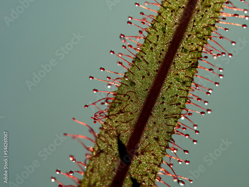 close up of sun dew leave 
