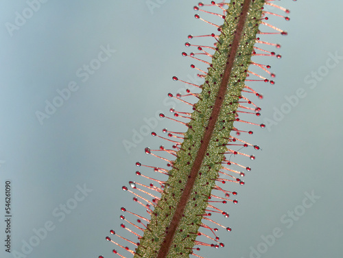 close up of sun dew leave against pail blue background