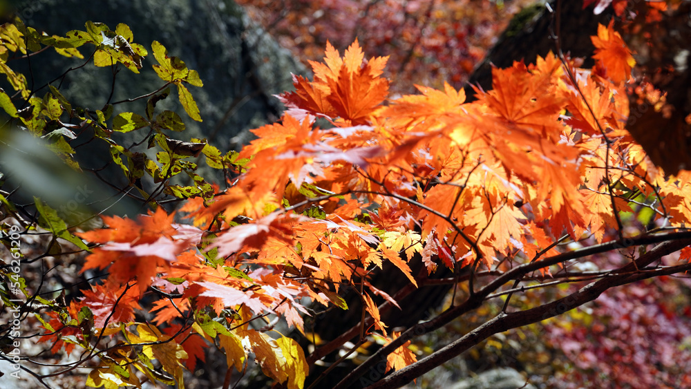 The autumn leaves and nature of Bukhansan Mountain are beautiful. The autumn leaves and nature of Bukhansan Mountain are beautiful.
