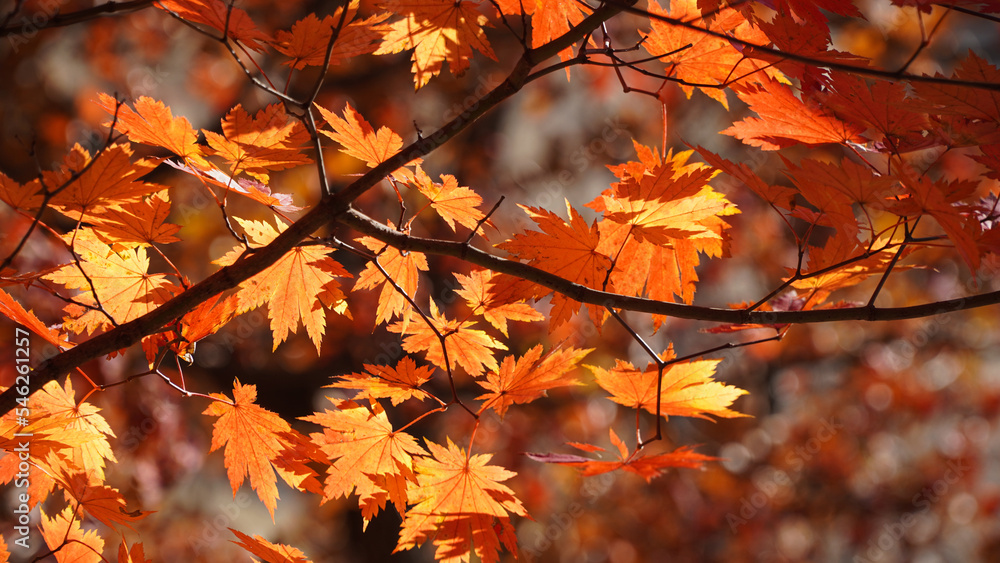 The autumn leaves and nature of Bukhansan Mountain are beautiful.