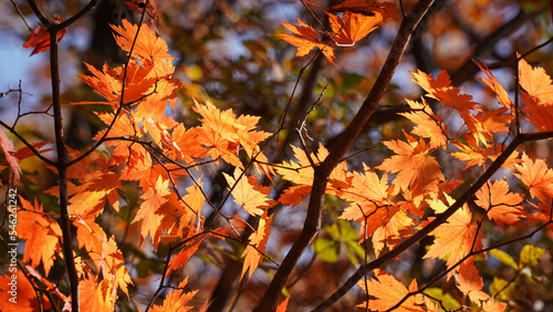 The autumn leaves and nature of Bukhansan Mountain are beautiful.