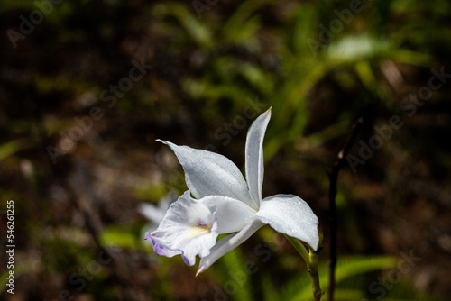 Gmelina palawensis. Native plant in Palau. The figure of white and purple flower is graceful. There are shining particles in the petal