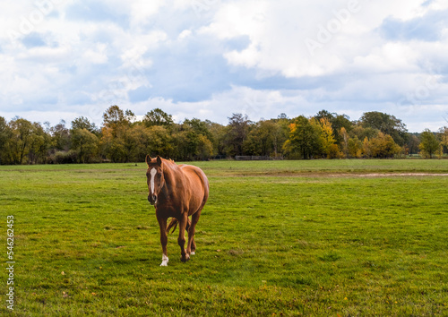 Fototapeta Naklejka Na Ścianę i Meble -  Horse on nature. Portrait of a horse, brown horse