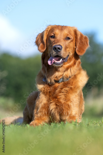 Obraz na płótnie golden retriever dog