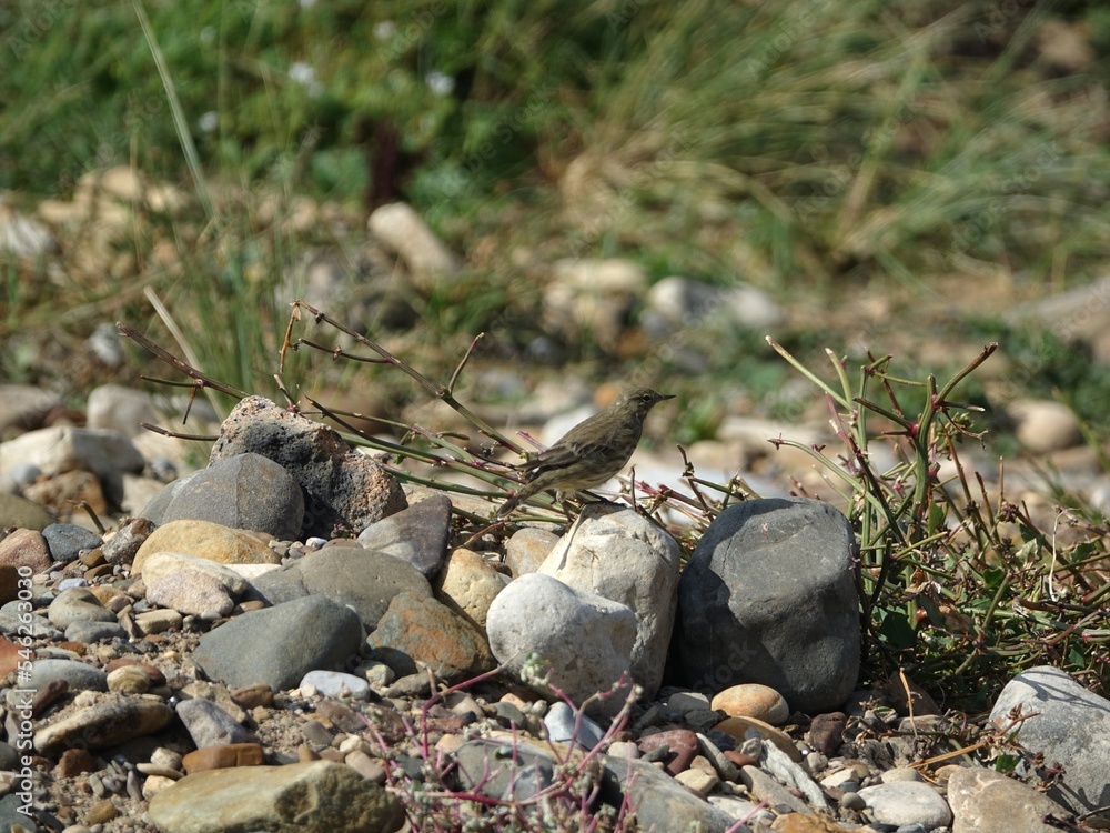 Obraz premium rock pipit (Anthus petrosus) perched on stone in its coastal home