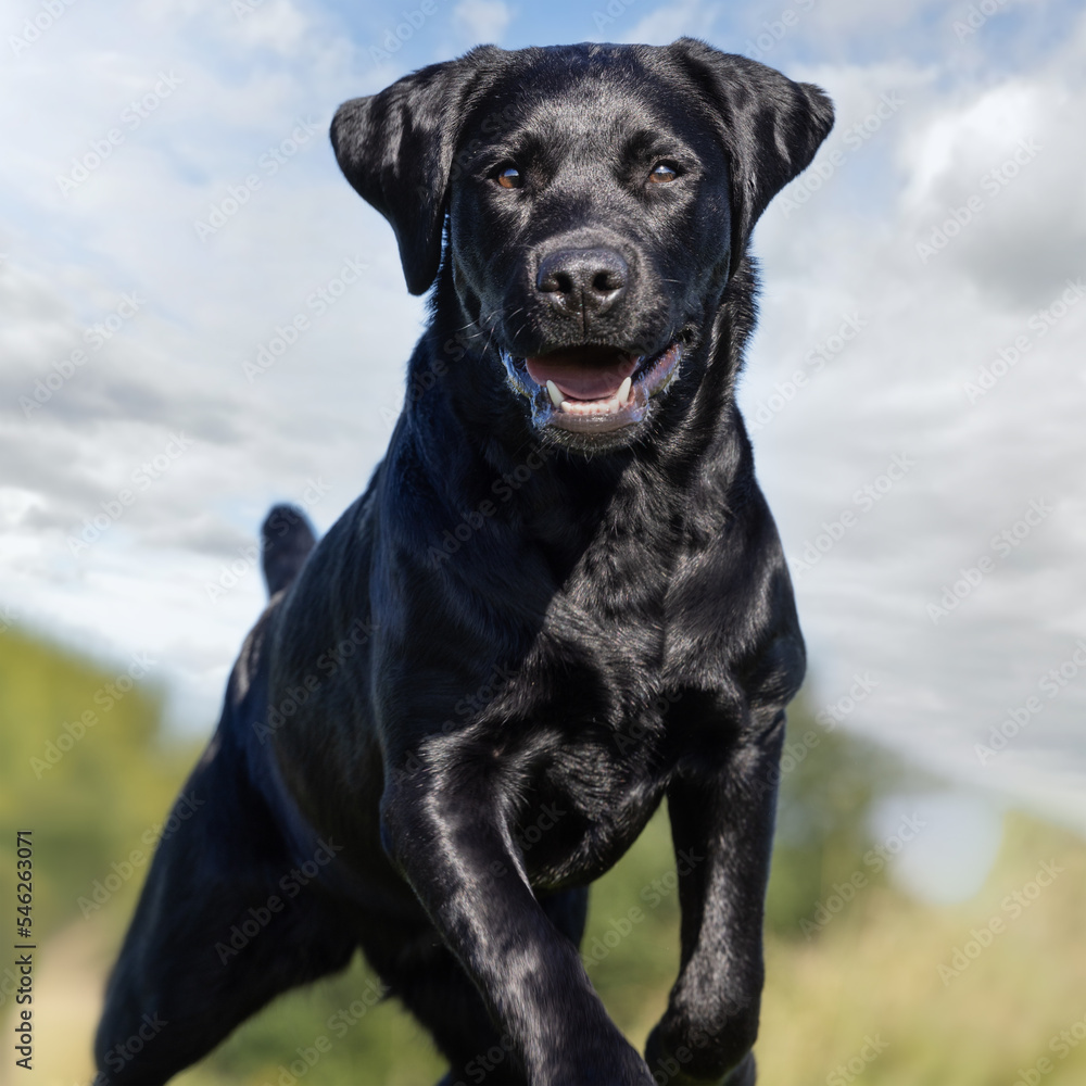 Fototapeta premium black labrador retriever