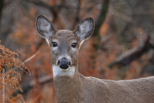 Cerf de virginie dans son environnement naturel