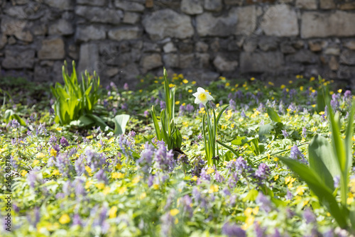 One flower with yellow center and white petals among another flowers on background of wall