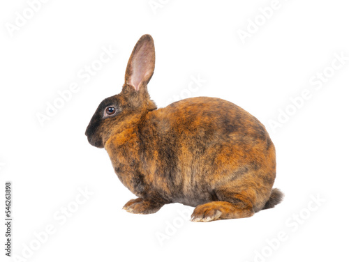 brown rabbits isolated on white background