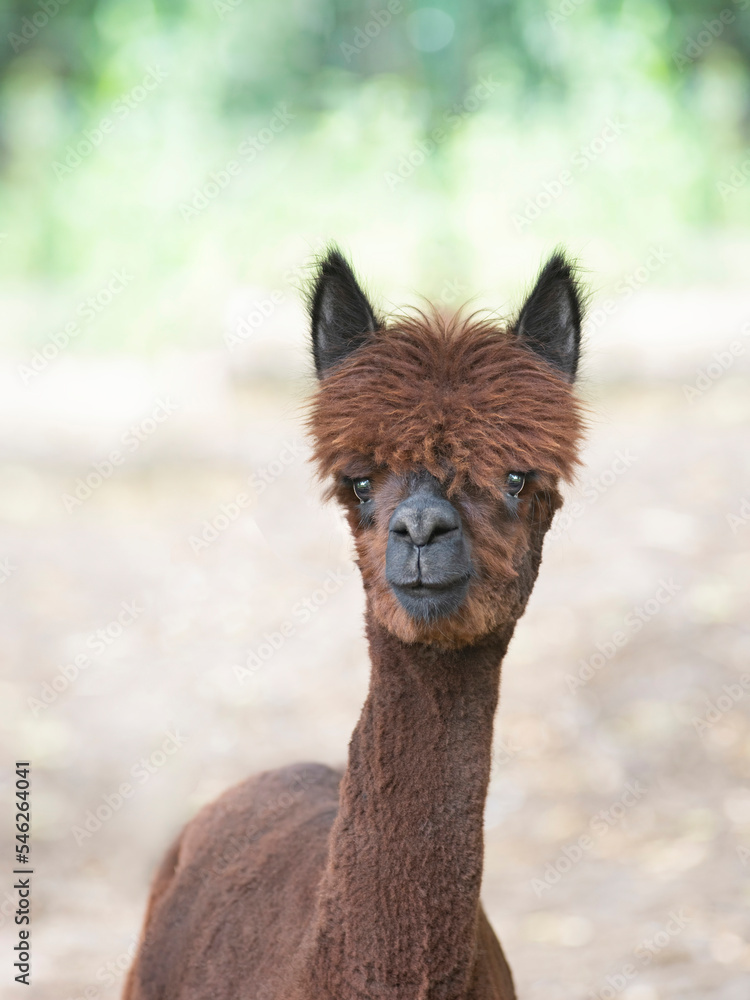 Obraz premium beautiful alpaca after shearing at the farm
