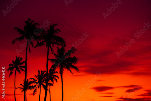 Fototapeta Naklejka Na Ścianę i Meble -  Tropical sunset with coconut palm trees silhouettes on beach