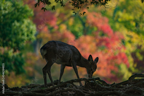 秋の奈良公園の鹿 © 隆司 西野