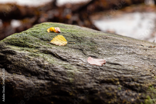 Leaf on stone