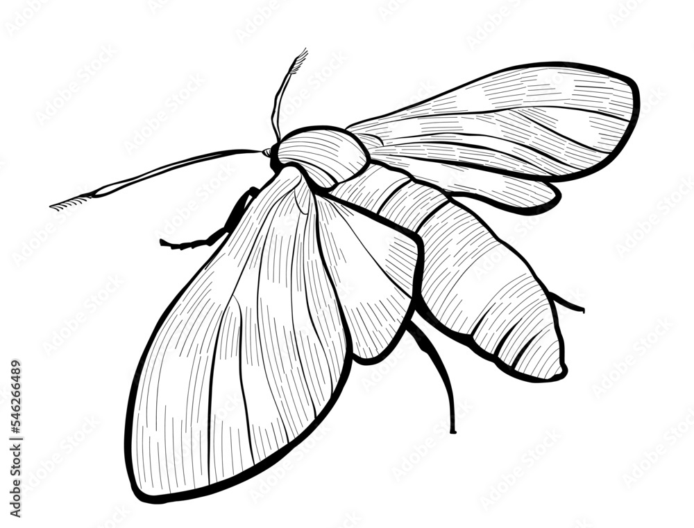 Realistic moth butterfly drawing. Black and white sketch. Illustration ...