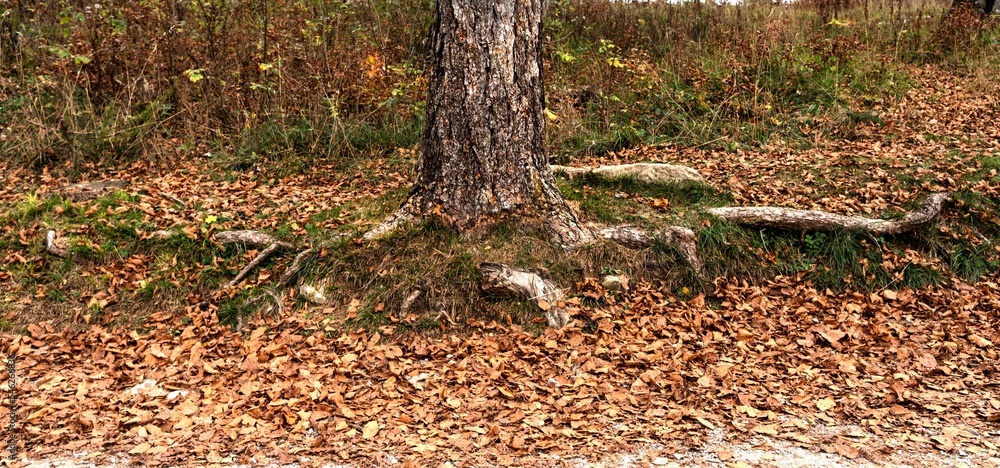 fantastic roots open like a hug on a carpet of yellow and red autumn leaves fantastic roots open like a hug on a carpet of yellow and red autumn leaves