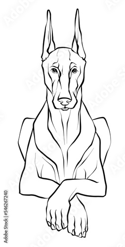 Drawing, a graceful Doberman dog lying in a Sphinx pose. Illustration of a black and white sketch. Vector.