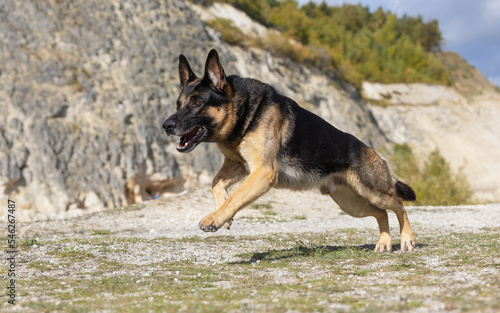 german shepherd dog © Dyrefotografi.dk