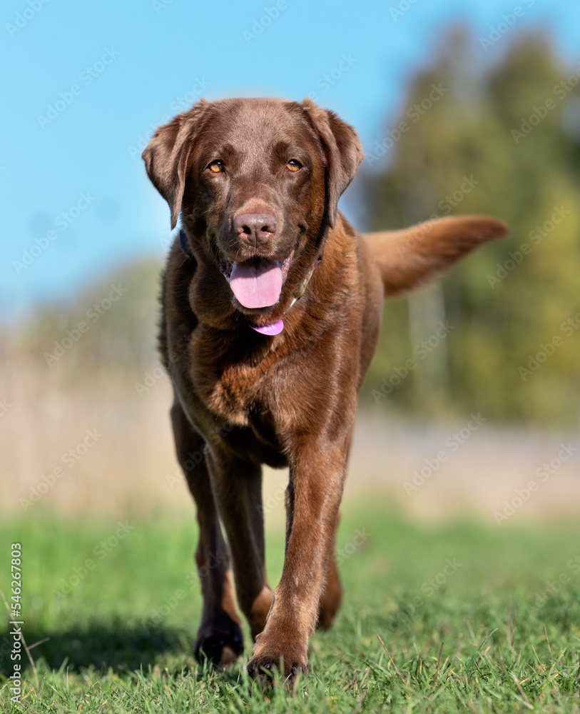 Portrait of a Labrador retriever Portrait of a Labrador retriever