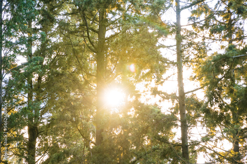 Fototapeta premium Sun behind the pine trees in the forest. Earth Day or carbon net zero or carbon neutrality concept photo. Overexposed effect.