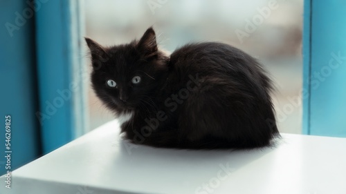 a fluffy black kitten with blue eyes, a black cat with a white collar is sitting, a beautiful kitten.