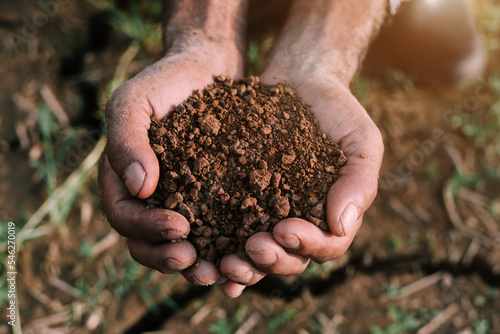 Farmers' expert hands check soil health before planting vegetable seeds or seedlings.