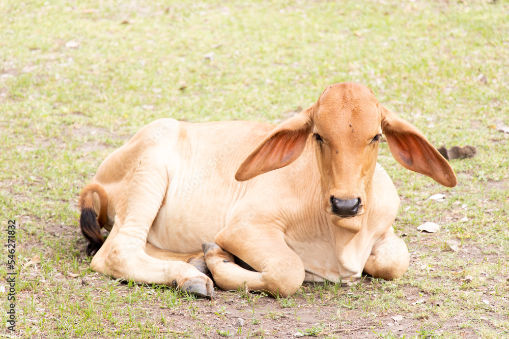 Brown cow lying down on green grass background Brown cow lying down on green grass background