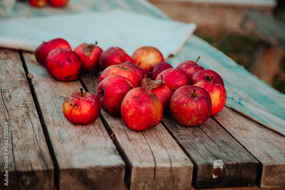 Autumn apples. Harvest concept. Red apples in the orchard. Autumn apples. Harvest concept. Red apples in the orchard.