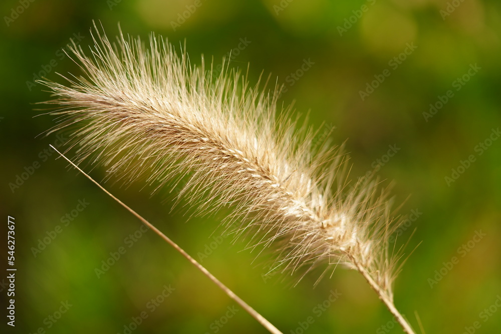 a reed with a green background a reed with a green background