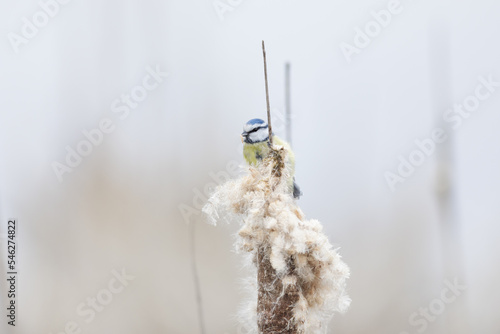 Eurasian Blue Tit, Cyanistes,caeruleus © Nathalie