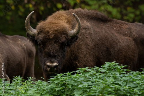 Bison in the forest in their natural habitat