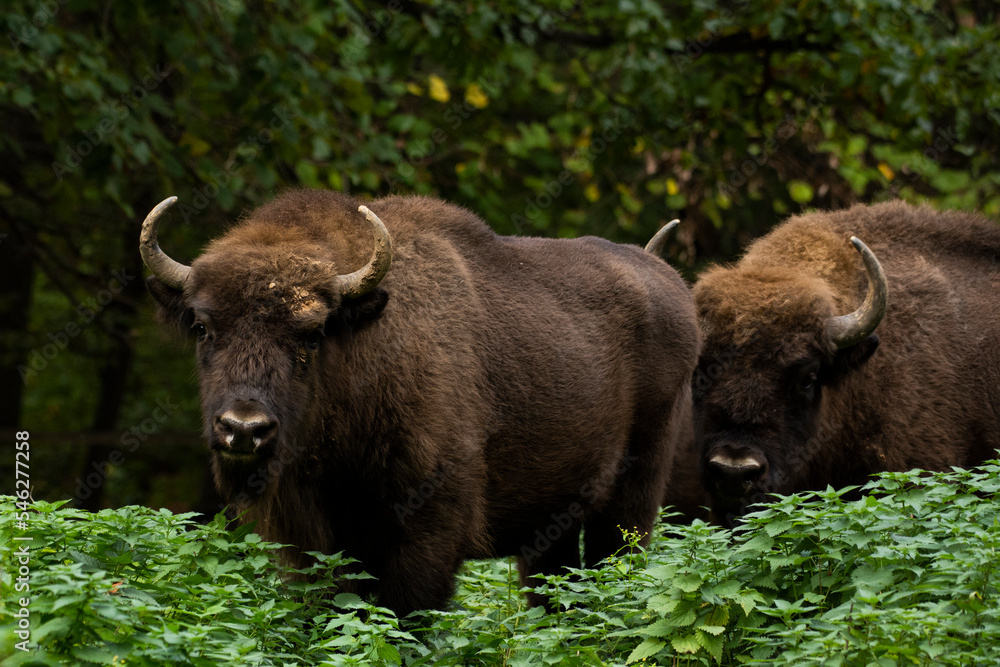 Bison in the forest in their natural habitat Bison in the forest in their natural habitat