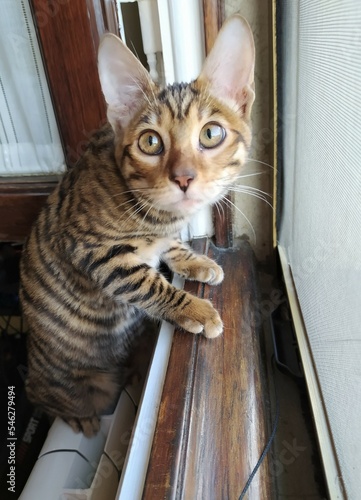 Quadro su tela Toyger cat, close-up