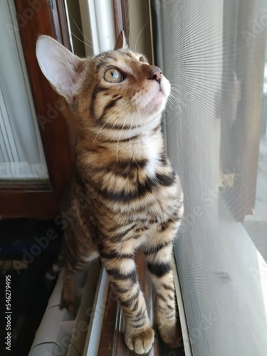 Cuadro en lienzo Toyger cat, close-up