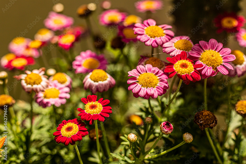 Obraz premium flores, flowers