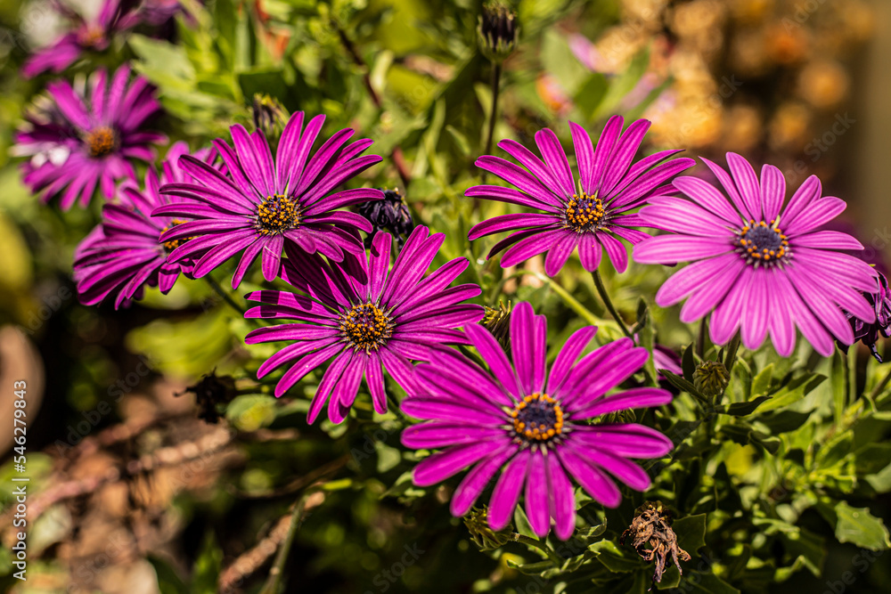 Obraz premium flores, flowers