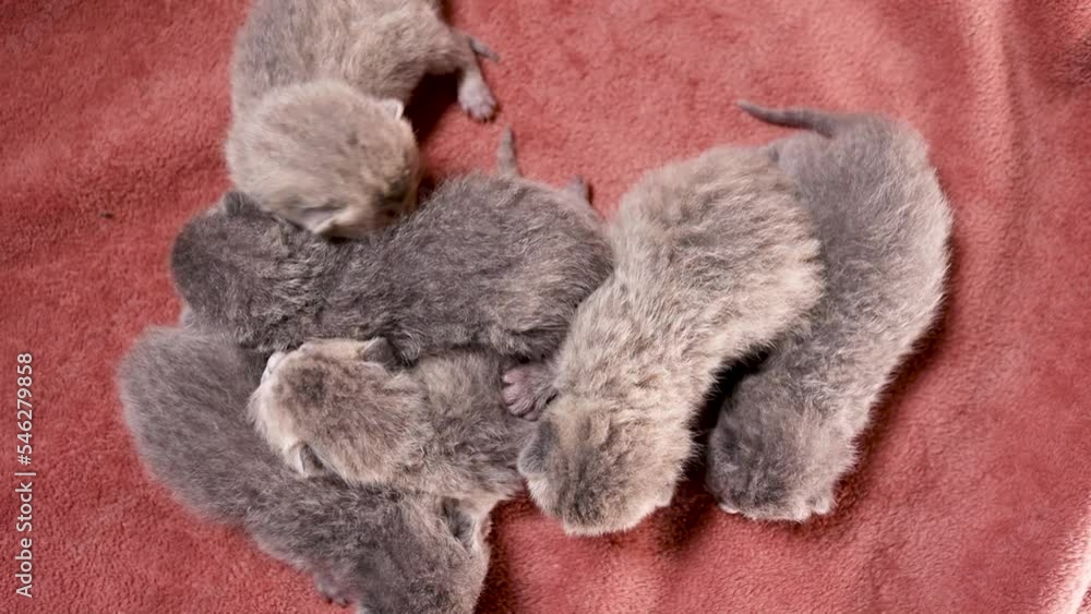 Newborn scottish fold blind kittens on a blanket Newborn scottish fold blind kittens on a blanket