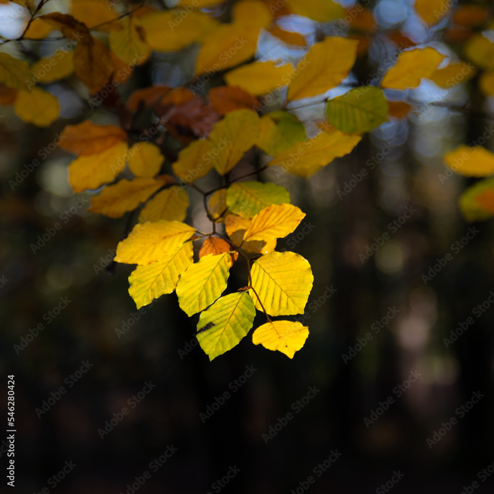 yellow autumn leaves