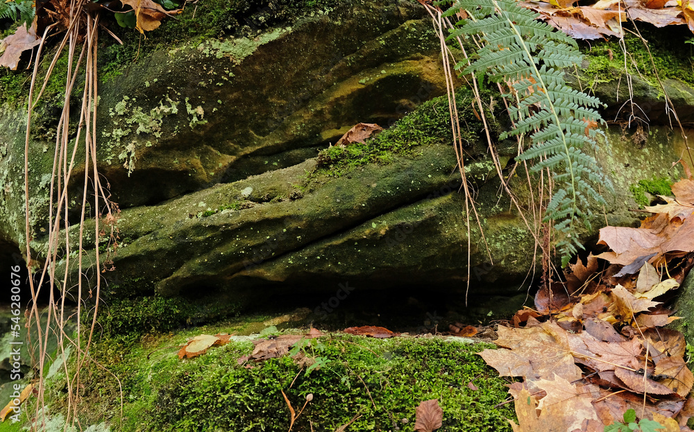 Green moss on natural stone podium with fern leaves, yellow fall leaves, autumn forest background for presentation of goods and cosmetics. Natural stand for presentation and exhibitions. Green moss on natural stone podium with fern leaves, yellow fall leaves, autumn forest background for presentation of goods and cosmetics. Natural stand for presentation and exhibitions.