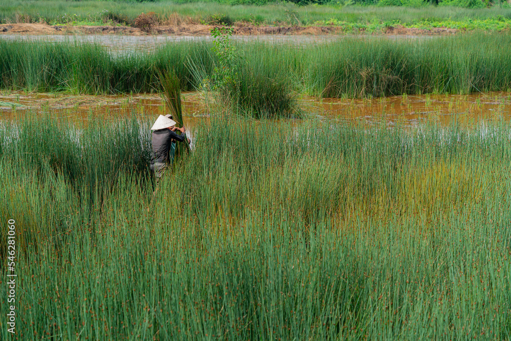 Cut grass in the field. Asian farmers are harvesting in season Cut grass in the field. Asian farmers are harvesting in season