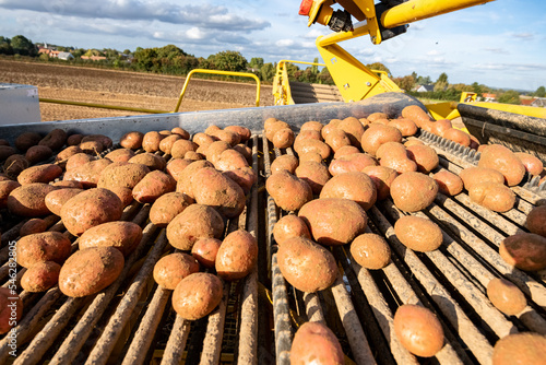 Arrachage pomme de terre. Trémis de réception et tapîs roulant. photo