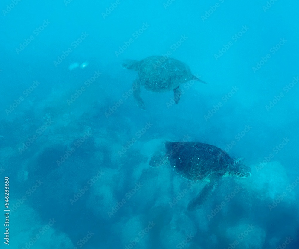 turtle swimming in the sea turtle swimming in the sea