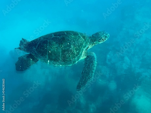 green sea turtle swimming in the sea