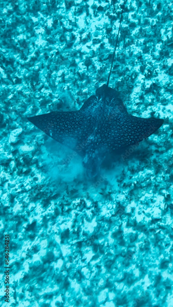 Fototapeta premium sting ray