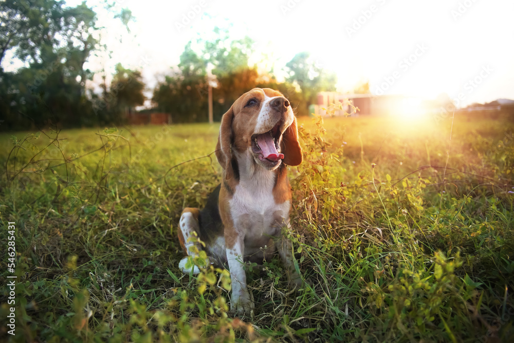 Portrait of a cute beagle dog while yawning ,sitting outdoor in the grass field. Portrait of a cute beagle dog while yawning ,sitting outdoor in the grass field.