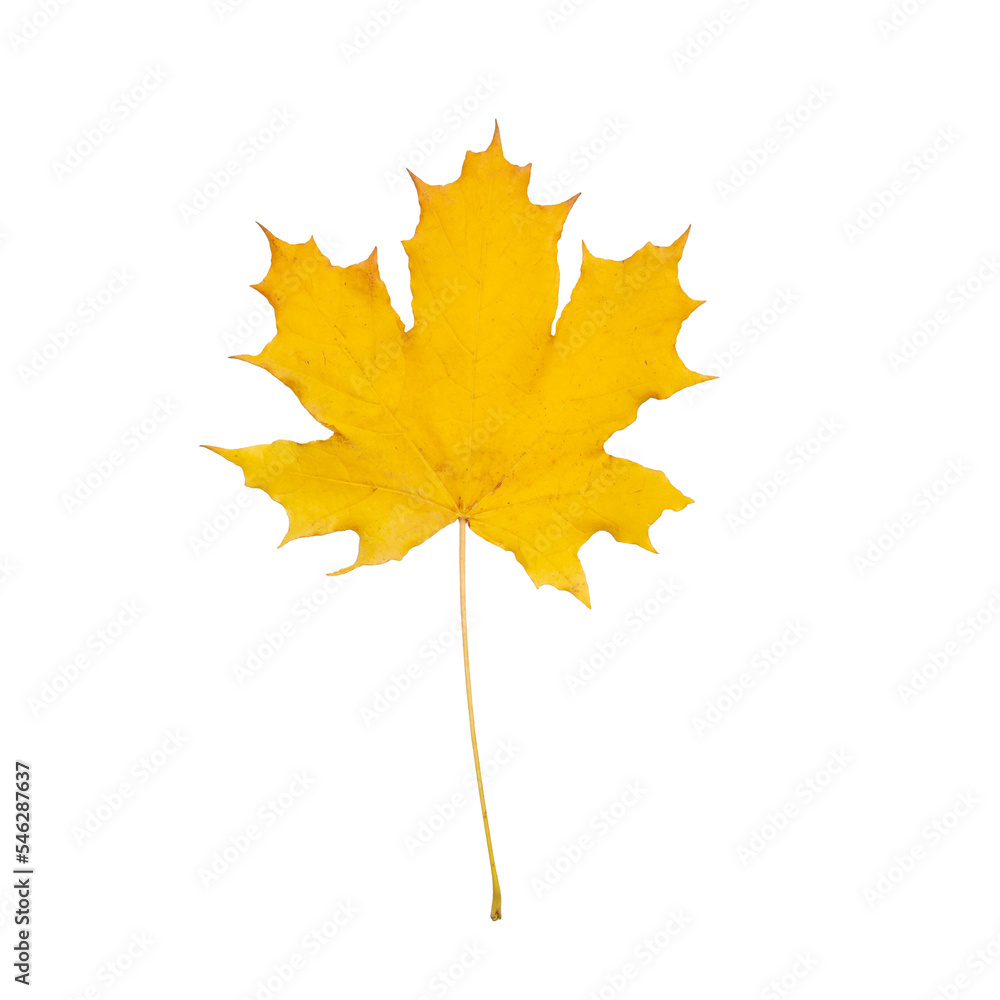 Yellow maple leaf on a transparent background. Autumn leaf from a tree. png.